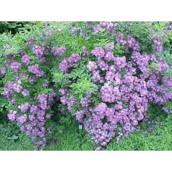 Užsisakyk augalus pavasariui jau dabar