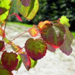 Cercidiphyllum MAGNIFICUM japonicum 5YEARS C10 150CM