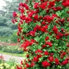 Rožė - Rosa PAULS SCARLET CLIMBER