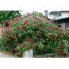 Rožių sodinukai internetu - Pauls Scarlet Climber