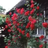 Rožių sodinukai internetu - Pauls Scarlet Climber