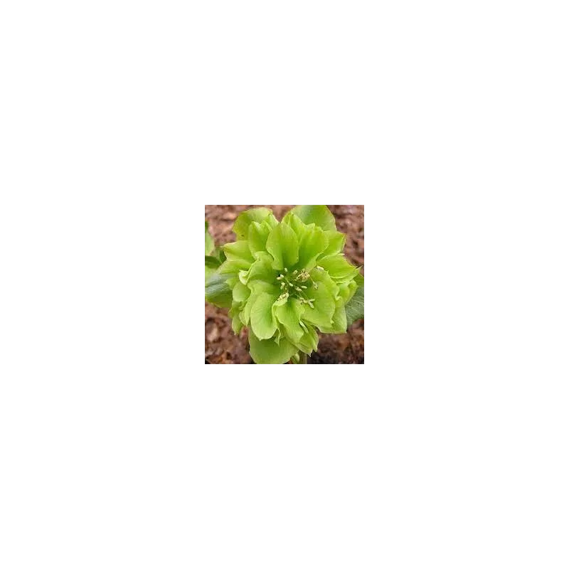 Čėras - Helleborus Double Ellen® GREEN