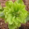 Čėras - Helleborus Double Ellen® GREEN