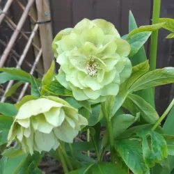 Čėras - Helleborus Double Ellen® GREEN
