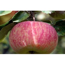 Apple tree - Malus domestica Avenarius