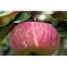 Apple tree - Malus domestica Avenarius