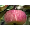 Paprastoji (naminė) obelis Cukrinis rožinis - Malus domestica Cukrinis rožinis M26 23Ø