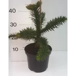 Čilinė araukarija - Araucaria araucana