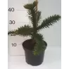 Čilinė araukarija - Araucaria araucana