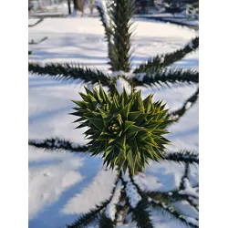 Čilinė araukarija - Araucaria araucana