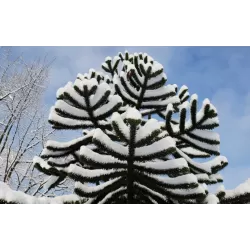 Čilinė araukarija - Araucaria araucana