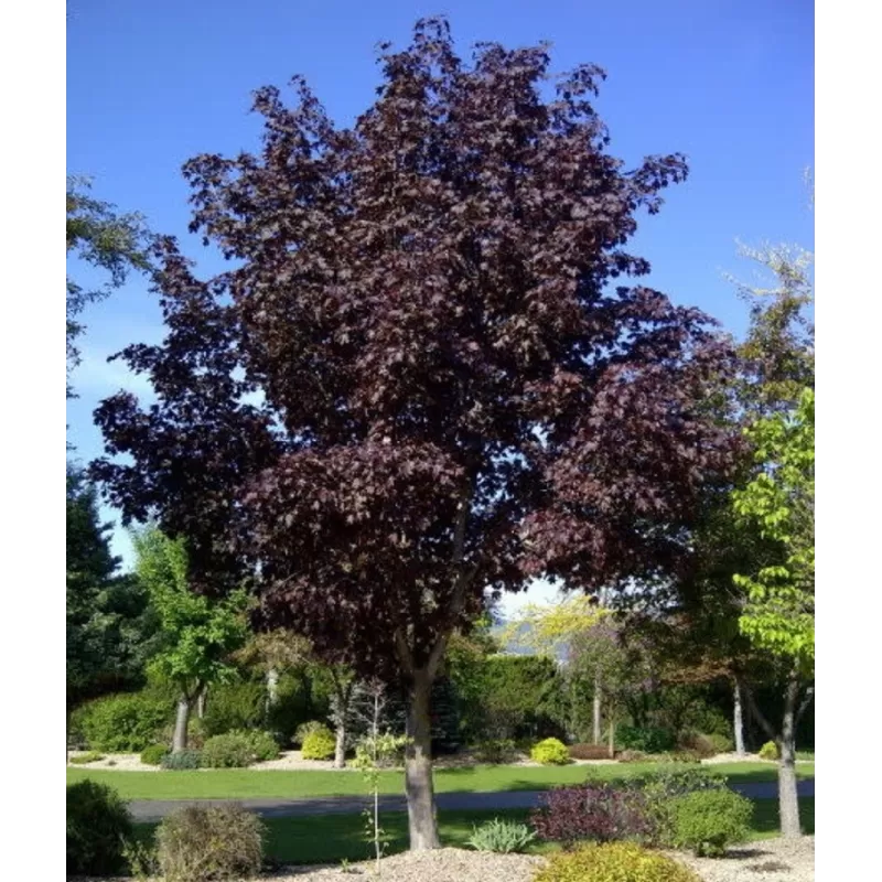 Paprastasis klevas - Acer platanoides ROYAL RED