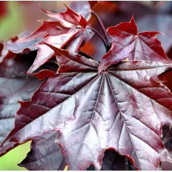 Paprastasis klevas - Acer platanoides ROYAL RED