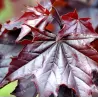 Garden plants/Trees/Flowers/ web-shop