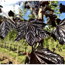 Paprastasis klevas - Acer platanoides ROYAL RED