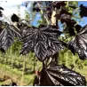 Garden plants/Trees/Flowers/ web-shop