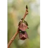 Triskiautė azimina - Asimina triloba SUNFLOWER