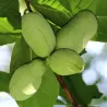 Triskiautė azimina - Asimina triloba SUNFLOWER