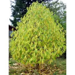 Triskiautė azimina - Asimina triloba SUNFLOWER