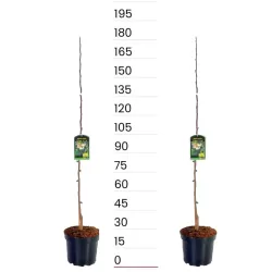 Triskiautė azimina - Asimina triloba SUNFLOWER