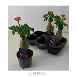 Braivėlis (jatrofa) - Jatropha podagrica