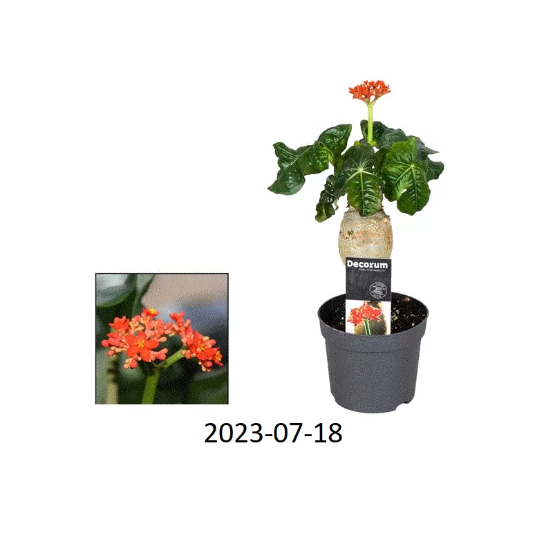 Braivėlis (jatrofa) - Jatropha podagrica