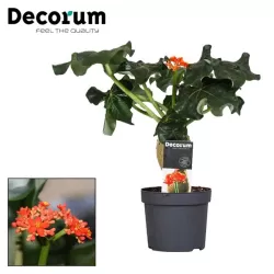 Braivėlis (jatrofa) - Jatropha podagrica