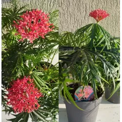 Jatropha Multifida RICH BEAUTY