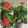 Braivėlis (jatrofa) - Jatropha multifida RICH BEAUTY