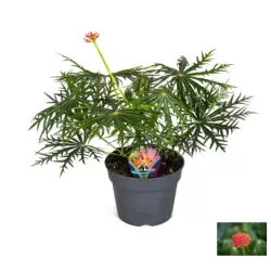 Jatropha Multifida RICH BEAUTY