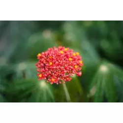 Braivėlis (jatrofa) - Jatropha multifida RICH BEAUTY