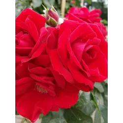 Rosa AMADEUS ®