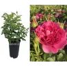 Rožė - Rosa PRINCESS ANNE ®