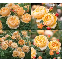 Rožė - Rosa ROALD DAHL ®