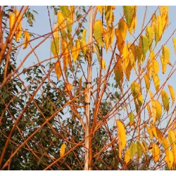 Makio ieva (kininė (amūrinė) makija) - Prunus maackii AMBER BEAUTY