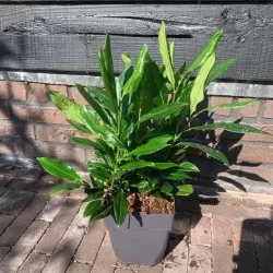 Užsisakyk augalus pavasariui jau dabar