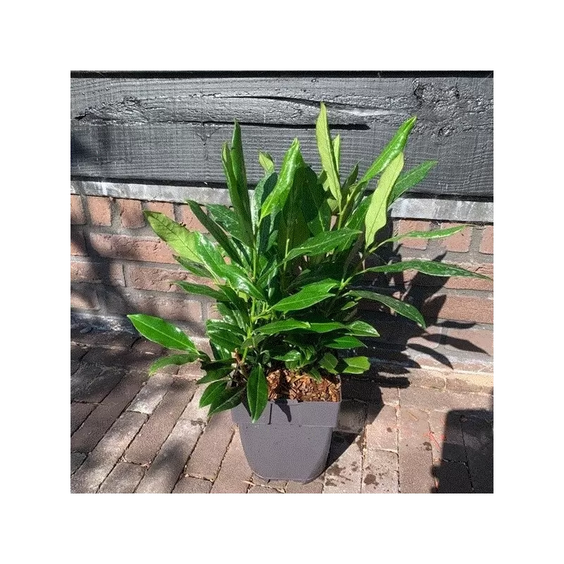 Užsisakyk augalus pavasariui jau dabar