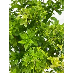 Šluotelinė hortenzija - Hydrangea paniculata Quick Fire Fab ®