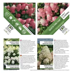 Šluotelinė hortenzija - Hydrangea paniculata Quick Fire Fab ®