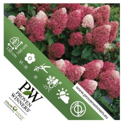 Šluotelinė hortenzija - Hydrangea paniculata Quick Fire Fab ®