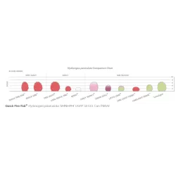 Šluotelinė hortenzija - Hydrangea paniculata Quick Fire Fab ®