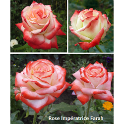 Rosa IMPERATRICE FARAH ®