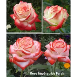 Rožė - Rosa IMPERATRICE FARAH ®