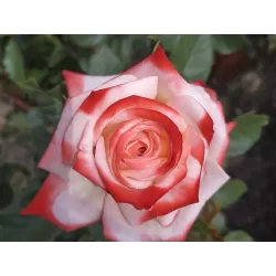 Rožė - Rosa IMPERATRICE FARAH ®