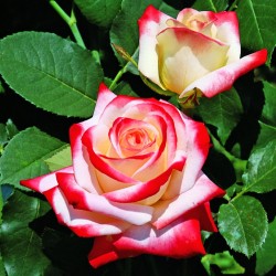 Rožė - Rosa IMPERATRICE FARAH ®