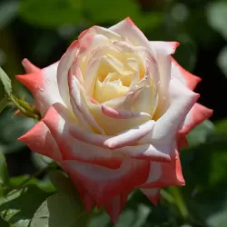 Rožė - Rosa IMPERATRICE FARAH ®