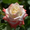 Rosa IMPERATRICE FARAH ®