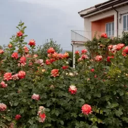 Rožė - Rosa IMPERATRICE FARAH ®