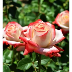 Rožė - Rosa IMPERATRICE FARAH ®