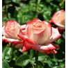 Rosa IMPERATRICE FARAH ®